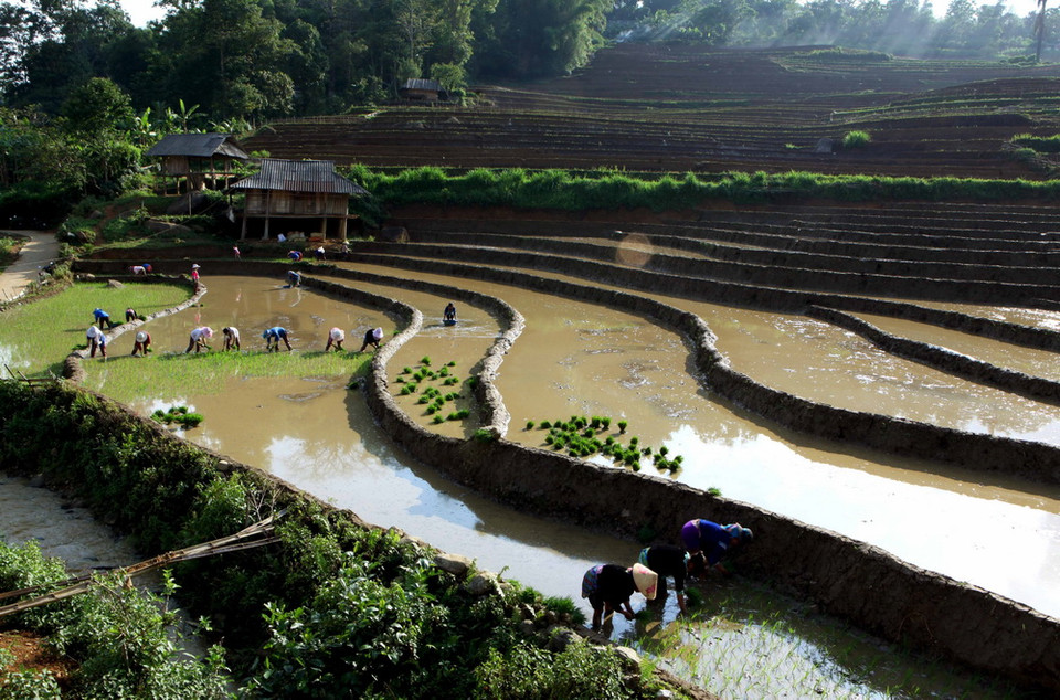 Người dân tập trung cấy trên những cánh đồng đã đầy no nước trời tại xã Tả Lèng, huyện Tam Đường, tỉnh Lai Châu. (Ảnh: Quý Trung/TTXVN) 