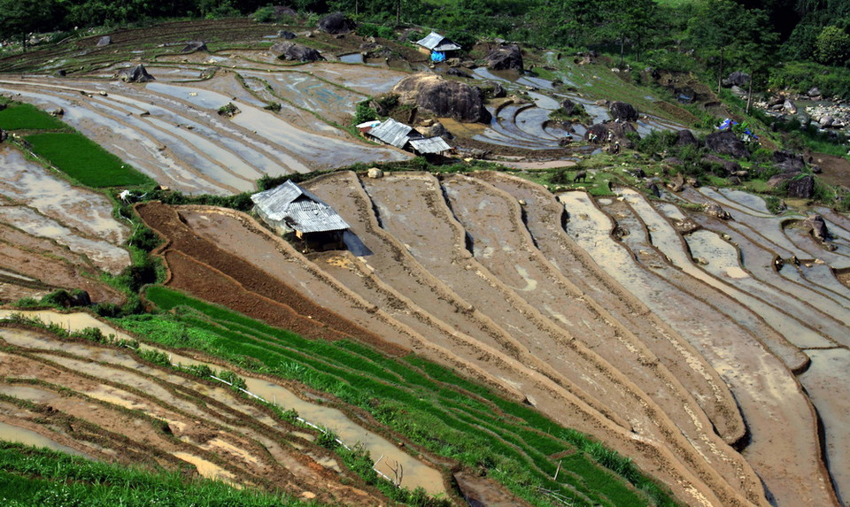 Những cơn mưa lớn mang dòng nước nguồn từ trên các ngọn núi đổ xuống những ruộng bậc thang tạo thành những vệt màu đa sắc, càng làm sống động bức tranh bình dị của xã Tà Lèng, huyện Tam Đường, tỉnh Lai Châu. (Ảnh: Quý Trung/TTXVN)