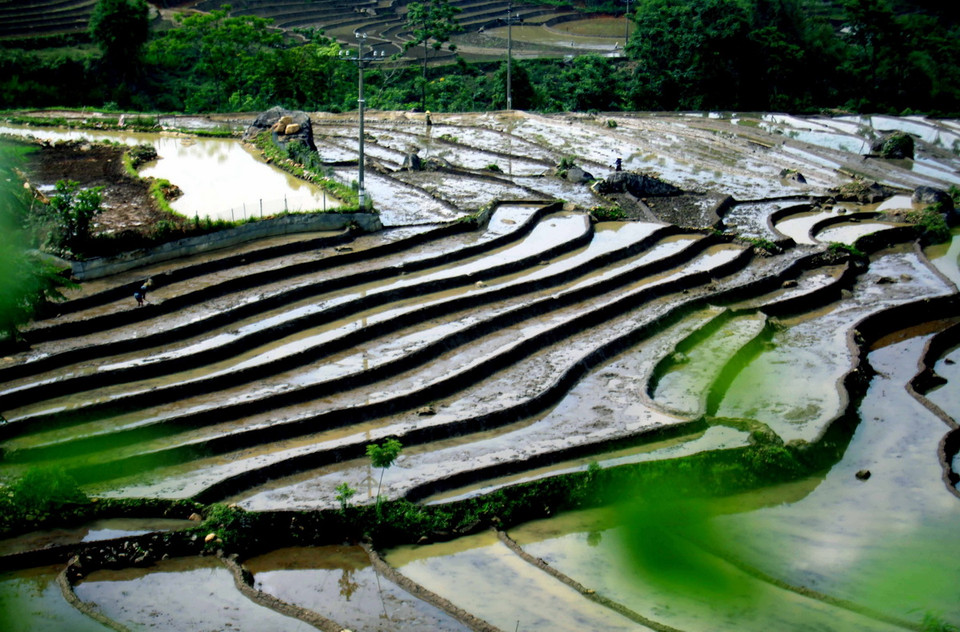 Những cơn mưa lớn mang dòng nước nguồn từ trên các ngọn núi đổ xuống những ruộng bậc thang tạo thành những vệt màu đa sắc, càng làm sống động bức tranh bình dị của xã Tà Lèng, huyện Tam Đường, tỉnh Lai Châu. (Ảnh: Quý Trung/TTXVN)