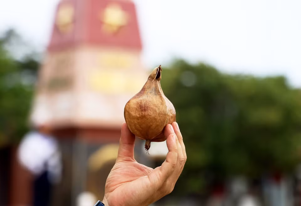 Những ai đến với Trường Sa đều mong muốn mang một quả bàng vuông khô, hay mầm cây bàng vuông về đất liền làm quà. (Ảnh: Hồng Đạt/TTXVN)