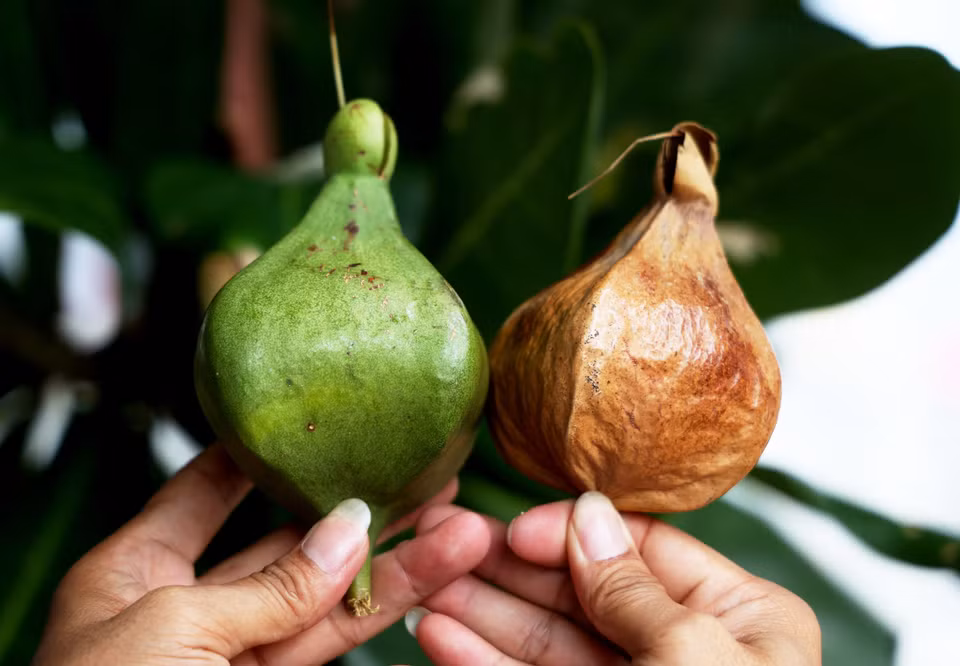 Quả bàng vuông khô và tươi. (Ảnh: Hồng Đạt/TTXVN)