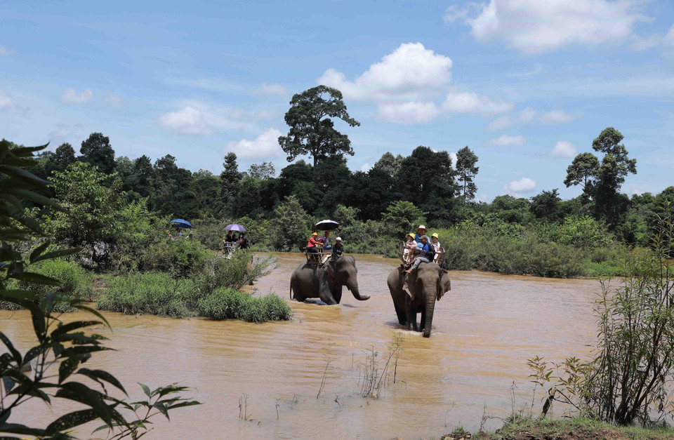 Ở khu du lịch Buôn Đôn, du khách được trải nghiệm cảm giác cưỡi voi. (Ảnh: Vũ Sinh/TTXVN)