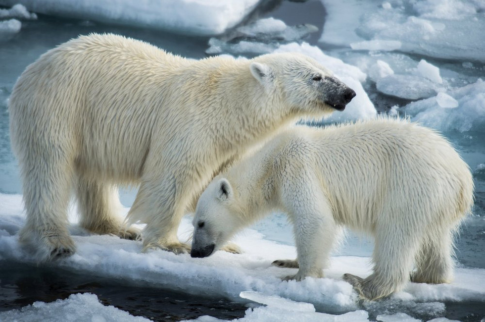 Hai mẹ con gấu trắng ở khu vực gần quần đảo Franz Josef, biển Barents. (Nguồn: Sputniknews)