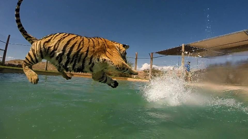 Mặc dù không ít lần những nhân viên này bị các 'đồng nghiệp 4 chân' cắn hay cào vào người nhưng họ đã chấp nhận điều đó như một phần chương trình 'Tiger Splash,' thông qua đó nhân viên giám hộ sẽ đóng vai con mồi tương tác với hổ. (Nguồn: CCTVNews)