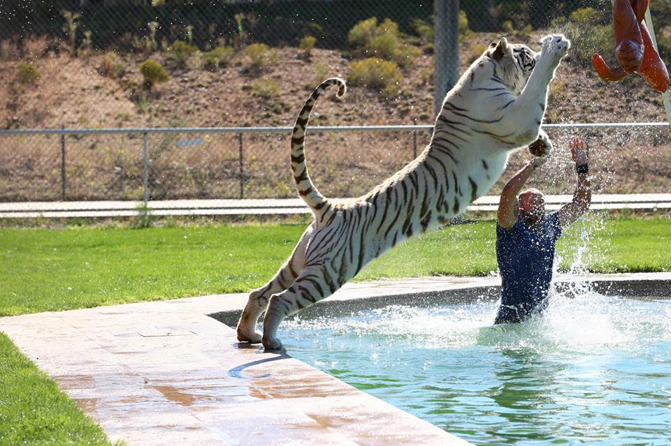 Các nhân viên ở Trung tâm bảo tồn động vật hoang dã Out Of Africa vẫn hàng ngày mạo hiểm huấn luyện cho nhiều loài thú đi săn như hổ, sói cách săn mồi mà không mặc bất kỳ trang phục bảo hộ nào. (Nguồn: CCTVNews)