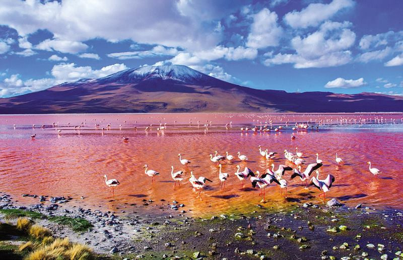 Người xem sẽ thấy cuộc sống đầy màu sắc trong thế giới hoang dã. (Nguồn: CCTVNews)