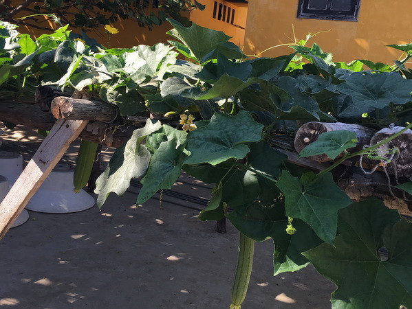 Giàn mướp sai quả trên đảo Đá Tây (Ảnh: ĐNT/Vietnam+)