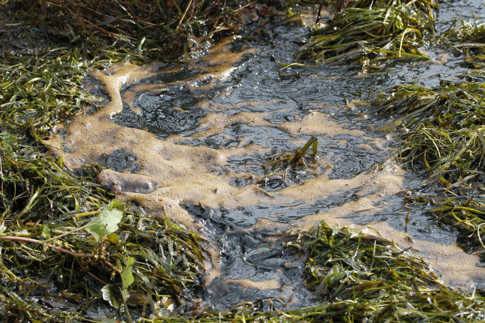 Bùn nâu tích tụ trên sông St. Lawrence do tràn chất thải từ nhà máy lọc đầu ở Montreal. (Nguồn: Techinsider)