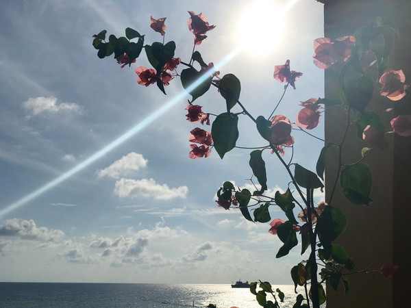 Nhữn bông hoa khoe sắc giữa biển khơi (Ảnh: ĐNT/Vietnam+)