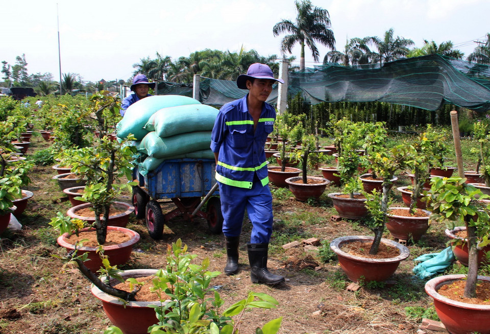 Công nhân chăm sóc vườn mai với hơn 2.000 cây mai cảnh. (Ảnh: Xuân Dự/TTXVN)