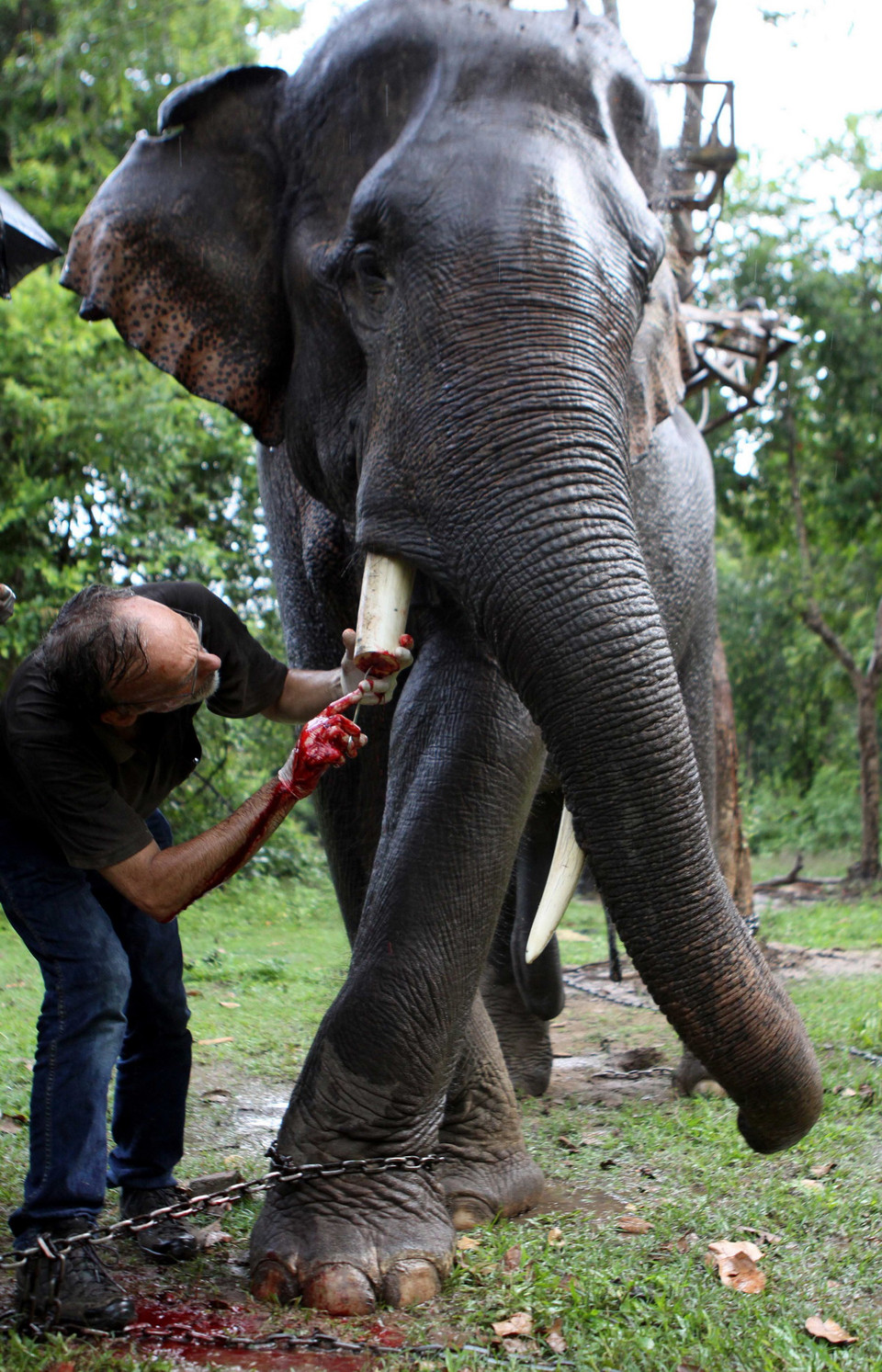  Chuyên gia của Thảo cầm viên (TP.HCM), Vườn thú Rotterdam (Hà Lan ) và Tổ chức động vật châu Á tiến hành phẫu thuật cắt ngà bị thương để điều trị cho voi Thoong Ngân. (Ảnh: Dương Giang/TTXVN)