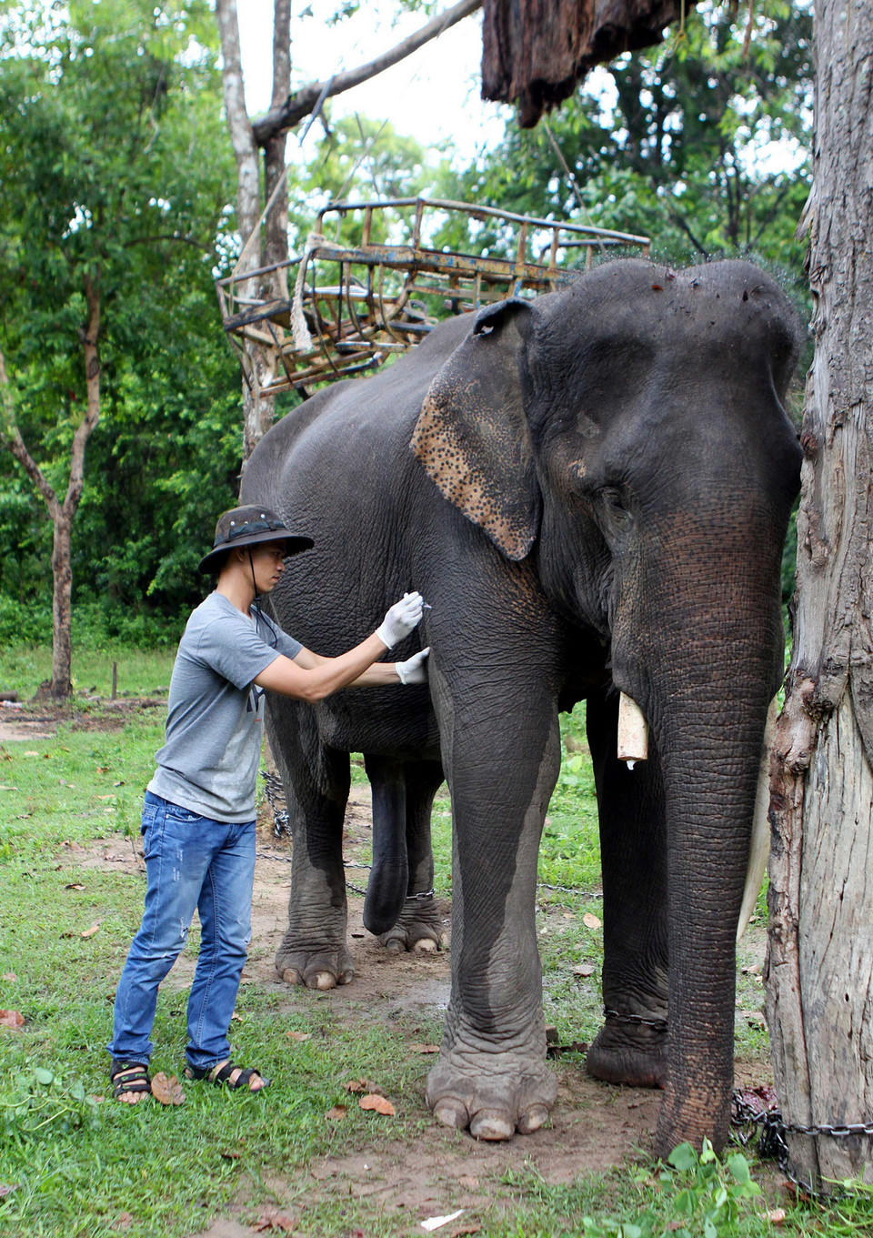 Chuyên gia tiêm thuốc kháng sinh cho voi Thoong Ngân. (Ảnh: Dương Giang/TTXVN)