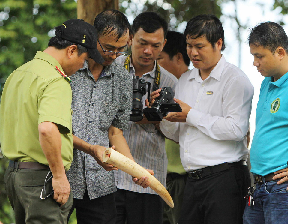  Phần ngà của cá thể voi Thoong Ngân sau khi được phẫu thuật cắt bỏ. (Ảnh: Dương Giang/TTXVN)