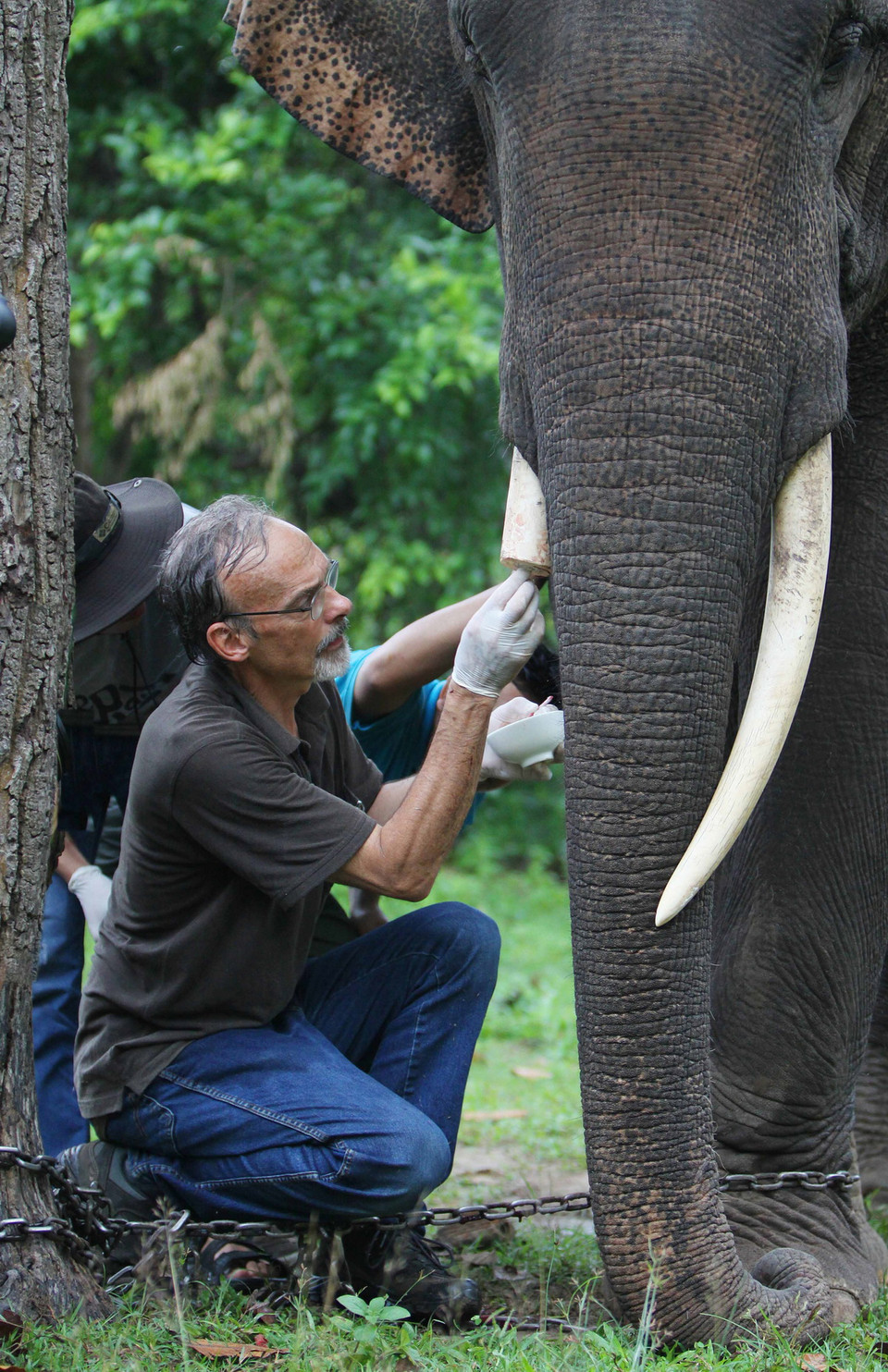 Chuyên gia điều trị sau khi cắt ngà cho voi Thoong Ngân. (Ảnh: Dương Giang/TTXVN)