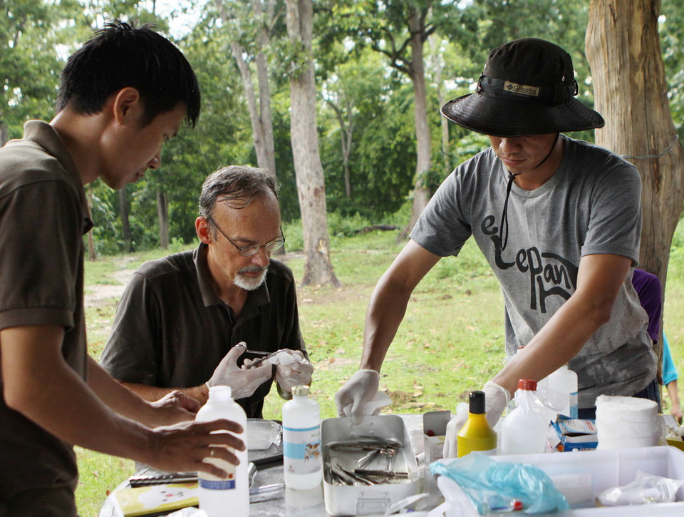 Các chuyên gia chuẩn bị dụng cụ để tiến hành phẫu thuật và điều trị cho voi Thoong Ngân. (Ảnh: Dương Giang/TTXVN)
