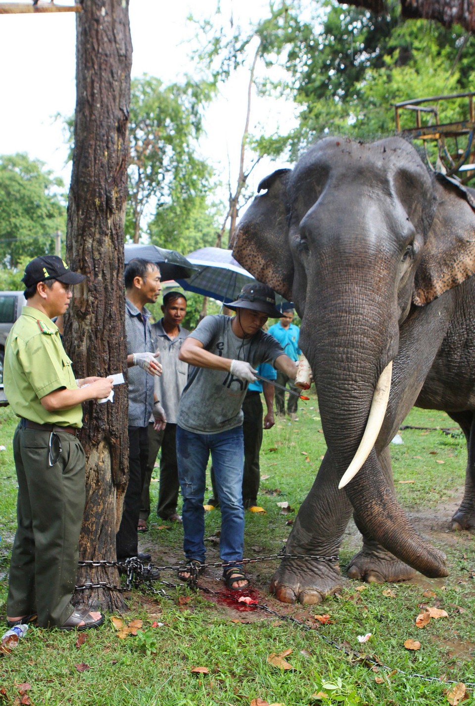 Chuyên gia của Thảo cầm viên (thành phố Hồ Chí Minh), Vườn thú Rotterdam (Hà Lan) và Tổ chức động vật châu Á tiến hành phẫu thuật cắt ngà bị thương để điều trị cho voi Thoong Ngân. (Ảnh: Dương Giang/TTXVN)