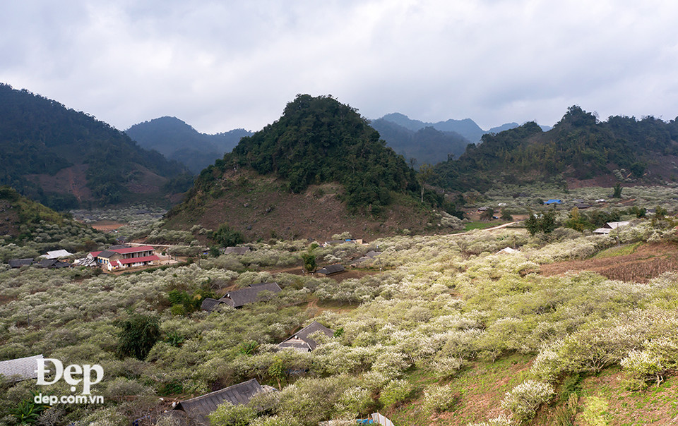 Cả thung lũng Lóng Luông, Ba Phách, Thung Cuông đều ngập trong màu trắng tinh khôi của hoa mận, hoa mơ.