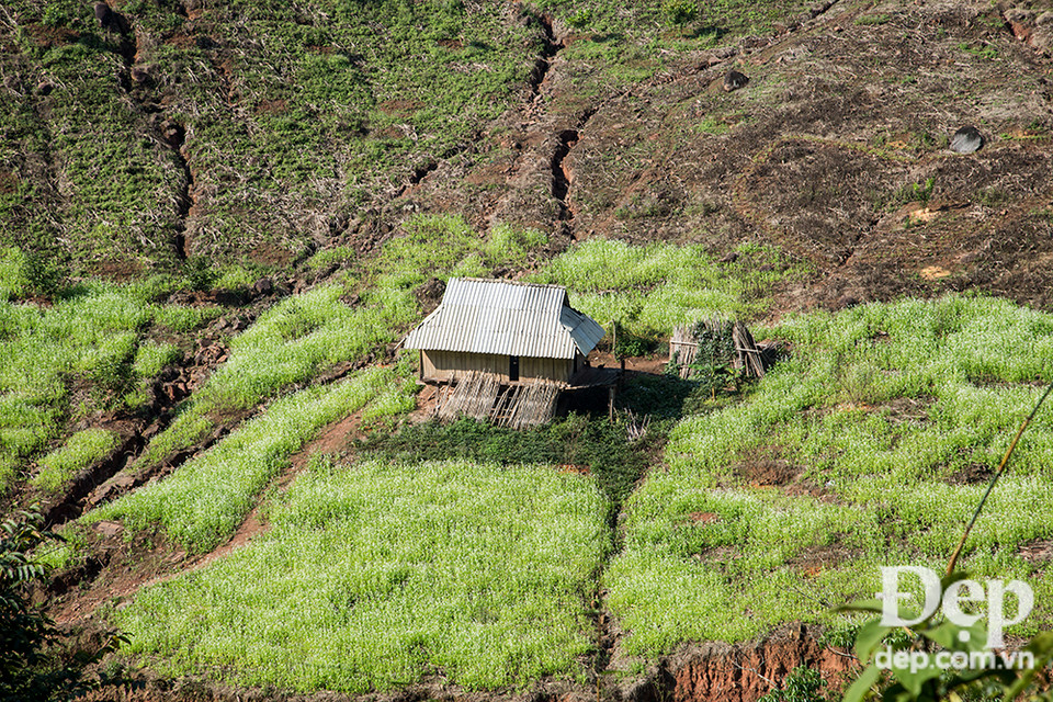 Những căn nhà nằm giữa vườn cải trắng.