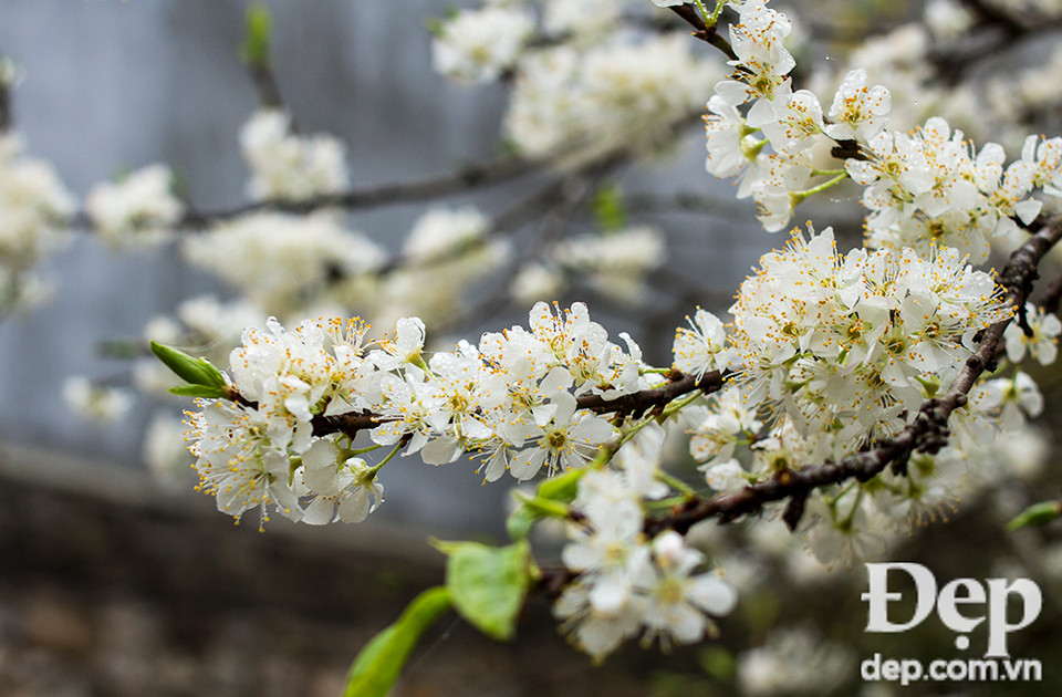 Hiện tại, có đủ các loại hình ngủ nghỉ ở Mộc Châu như Khách sạn, nhà nghỉ, homestay, nhà sàn, hoặc nghỉ trong các block container giữa đồi chè rất lãng mạn.