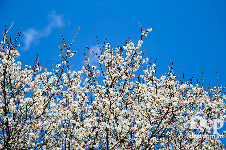 Những vườn hoa mơ nở rực trong nắng cuối Đông đầu Xuân.