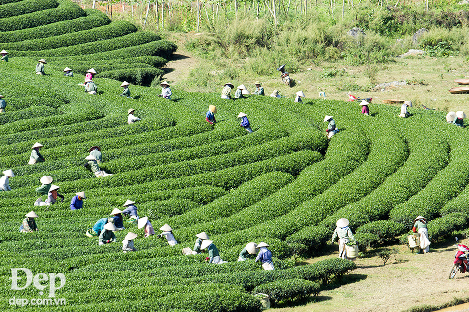 Những nương chè xanh mượt.