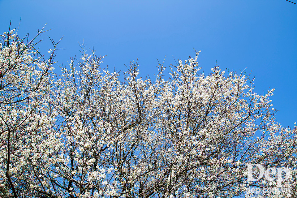 Bạn có thể đi Mộc Châu bằng nhiều phương tiện khác nhau từ xe máy, ôtô cá nhân đến cả xe khách.