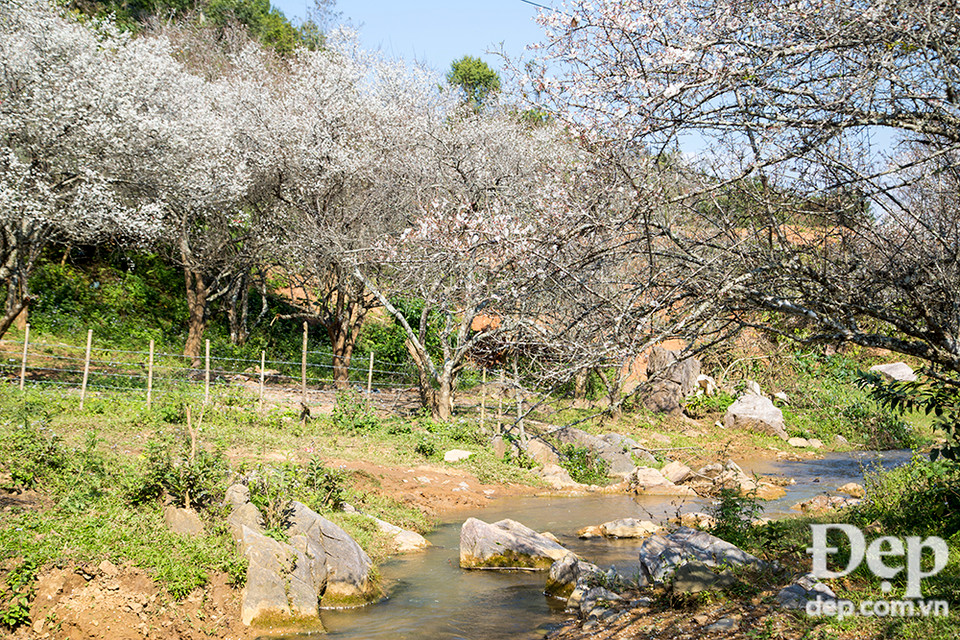 Còn gì tuyệt hơn là ngồi ở đây, bên bờ suối ngằm hoa rơi.