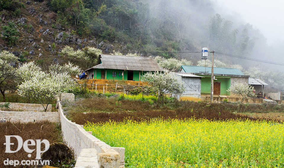 Có cả những ruộng cải vàng rực trước mỗi ăn nhà rất đỗi yêu thương.