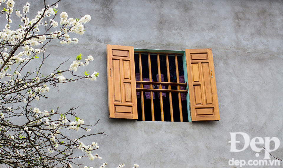 Bên cửa sổ nhà ai, hoa Mận đã nở từ bao giờ.