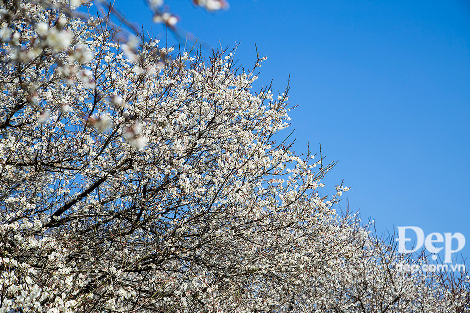 Trắng trời hoa mơ, hoa mận.
