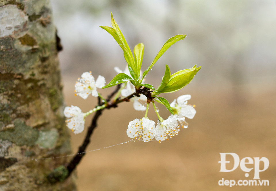 Mộc Châu cũng có rất nhiều đặc sản để bạn thưởng thức như Bê chao, cá bống uối, rau cải mèo, thắng cố, thịt trâu gác bếp...