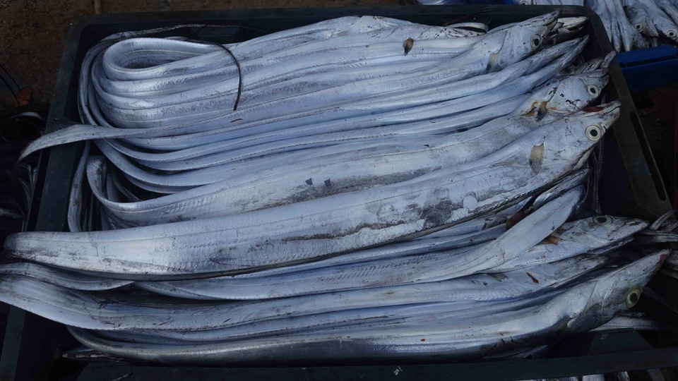 Những con cá hố tươi xuất khẩu có giá trị kinh tế cao. (Ảnh: Nguyễn Oanh/TTXVN)