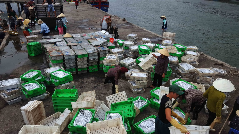 Khung cảnh nhộn nhịp thu mua cá ở cảng cá cảng Lạch Quèn, xã Quỳnh Thuận, huyện Quỳnh Lưu, tỉnh Nghệ An. (Ảnh: Nguyễn Oanh/TTXVN)