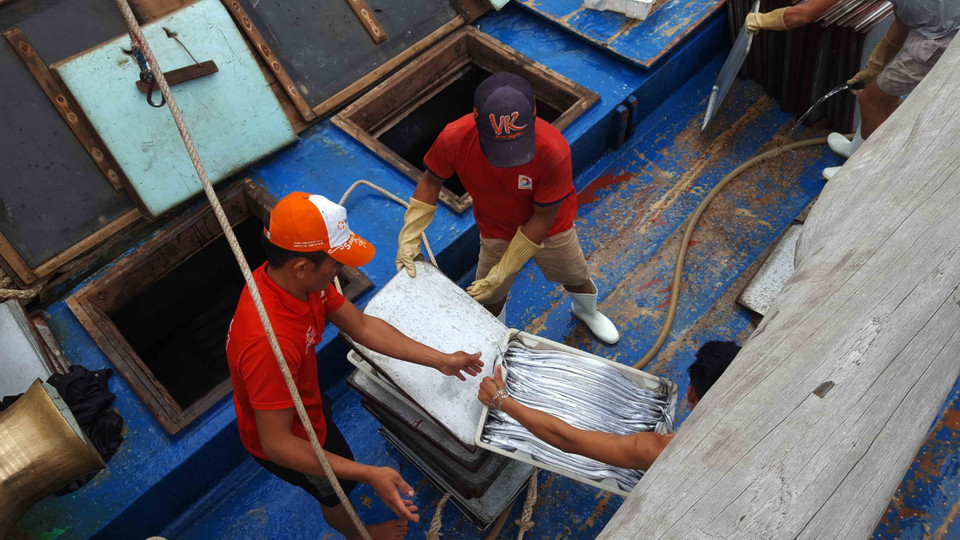 Tại cảng cá cảng Lạch Quèn, xã Quỳnh Thuận, huyện Quỳnh Lưu, tỉnh Nghệ An, nhiều tàu đánh bắt cá cập cảng với những khoang cá hố tươi xuất khẩu sau những chuyến đi biển trở về. (Ảnh: Nguyễn Oanh/TTXVN) 