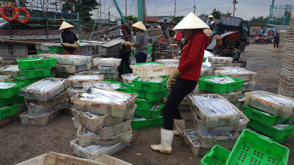 Cảng Lạch Quèn nhộn nhịp cảnh thu mua cá hố. (Ảnh: Nguyễn Oanh/TTXVN)