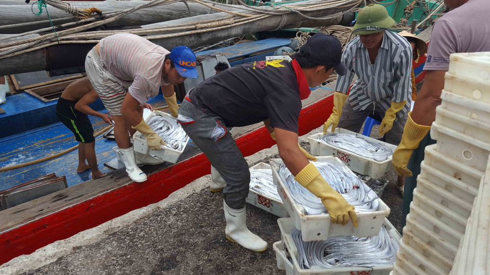 Từng khay cá hố được bốc từ thuyền lên. (Ảnh: Nguyễn Oanh/TTXVN)