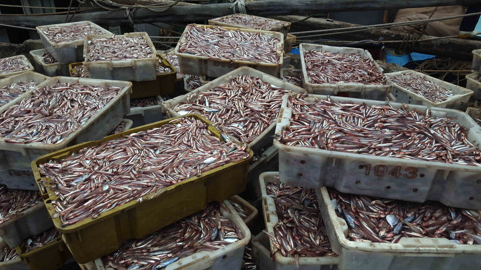 Ngoài cá hố xuất khẩu, ngư dân còn bắt được nhiều cá cơm. (Ảnh: Nguyễn Oanh/TTXVN)