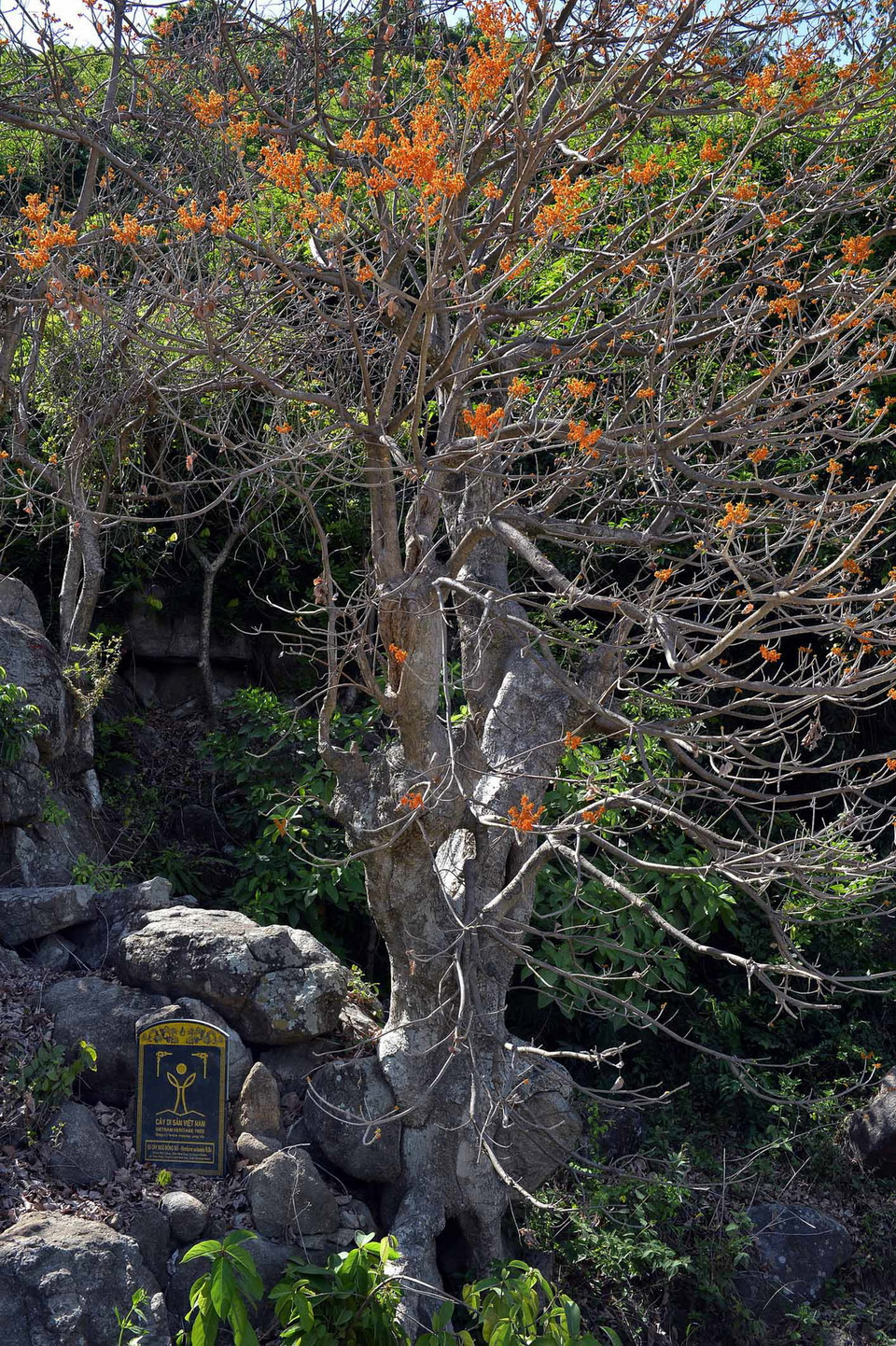 Cây Ngô đồng - cây di sản Việt Nam. (Ảnh: Thanh Hà/TTXVN) 