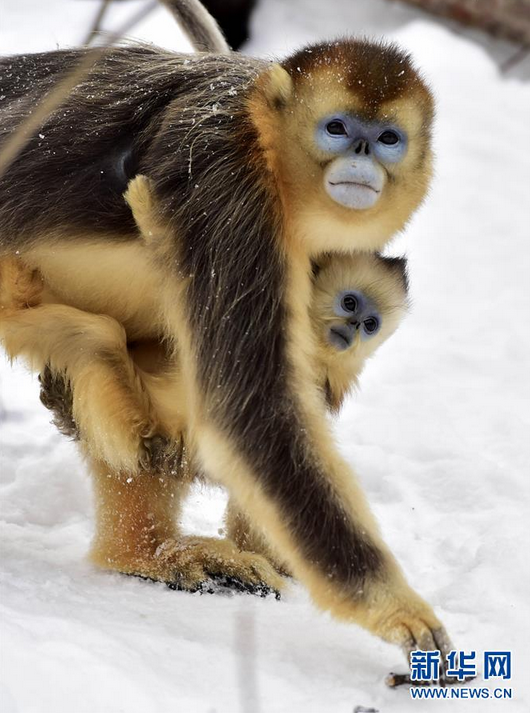 Nhờ những nỗ lực bảo vệ từ trong nước và quốc tế, số lượng loài khỉ này đã tăng gấp đôi từ thập niên 1980. (Nguồn: CCTVNews)