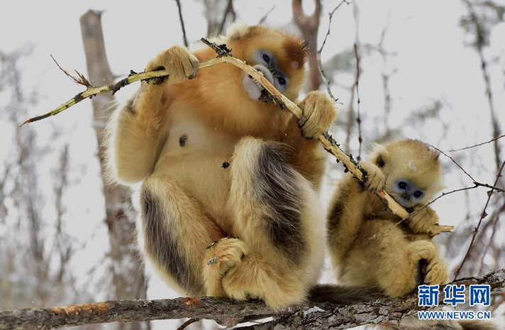 Những bức ảnh này được chụp trong khu bảo tồn của Trung tâm nghiên cứu khỉ lông vàng Dalongtan ở Shennongjia. (Nguồn: CCTVNews)