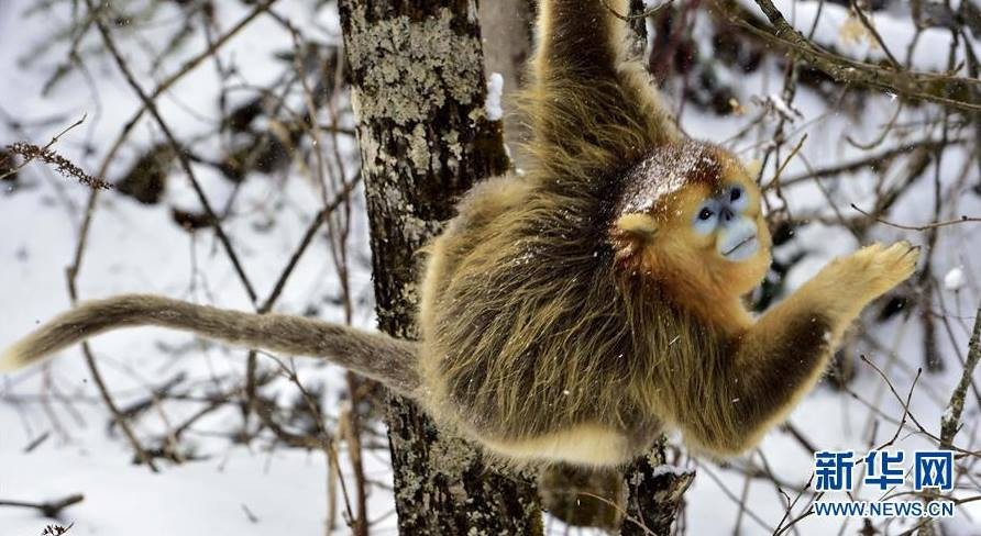 Khỉ lông vàng đang là một trong những loài vật được ưu tiên bảo vệ hàng đầu ở Trung Quốc. (Nguồn: CCTVNews)