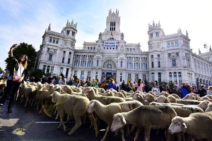 Với cuộc biểu tình hết sức đặc biệt khiến giao thông của thành phố gần như bị tê liệt, nhóm chăn cừu đã nhận được sự chấp thuận của thành phố. (Nguồn: CCTVNews)