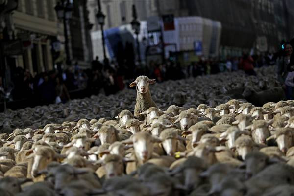 Trong vòng 22 năm qua, những người chăn cừu đã dẫn những bầy cừu đi qua thành phố, thực hiện con đường di cư theo mùa trước khi thành phố Madrid phát triển từ một vùng nông thôn thành thành phố phát triển như ngày nay. Con đường di cư này đang bị đe dọa do đô thị hóa ngày càng tăng. (Nguồn: CCTVNews)