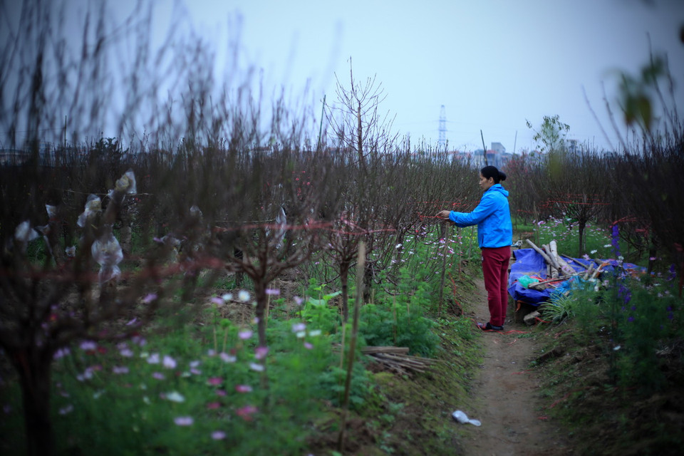 Chăm sóc và hãm để vườn đào bung nở vào đúng dịp Tết Nguyên đán 2016. (Ảnh: Trọng Đạt/TTXVN) 