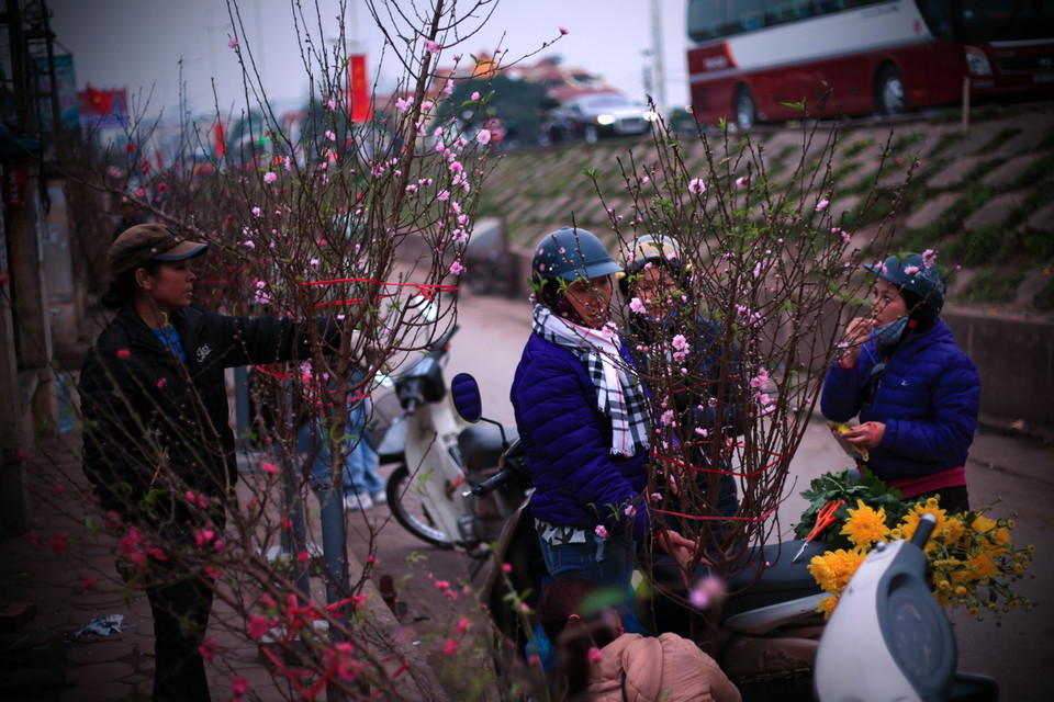 Những cành đào mang đến sự cảm nhận rõ ràng về không khí Tết. (Ảnh: Trọng Đạt/TTXVN) 