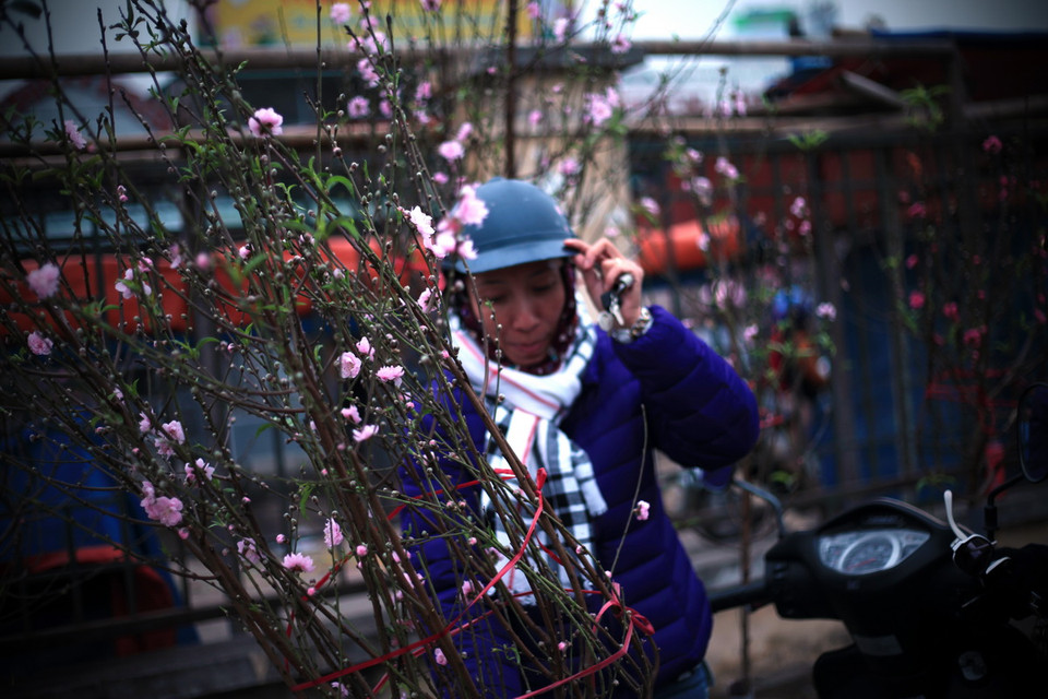  Hoa đào bung nở báo hiệu những ngày tết Nguyên đán cổ truyền đang đến thật gần. (Ảnh: Trọng Đạt/TTXVN) 