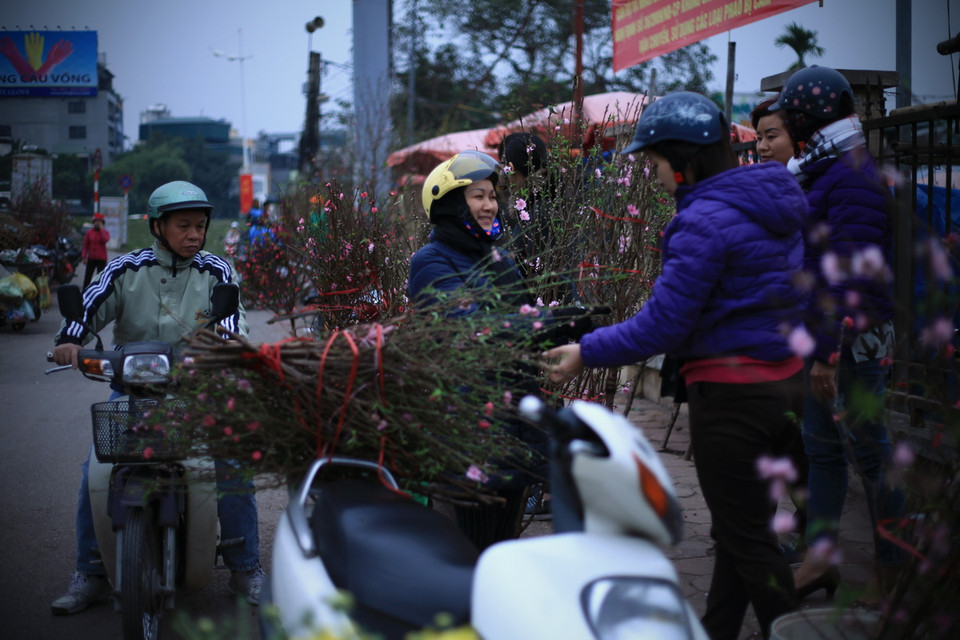 Đến nay, dù hoa đào đã bắt đầu bung nở, nhưng theo người trồng đào Nhật Tân thì thời tiết này vẫn rất tốt cho hoa đào nên hoa sẽ nở đẹp đúng dịp Tết Nguyên đán. (Ảnh: Trọng Đạt/TTXVN) 