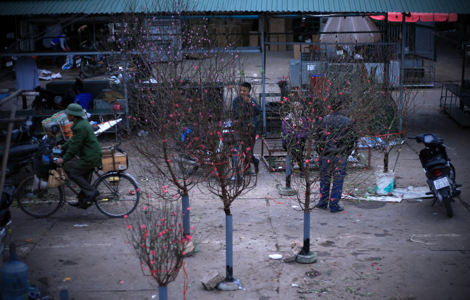 Đào đã được bày bán khá nhiều tại dọc đường Âu Cơ phục vụ cho người dân. (Ảnh: Trọng Đạt/TTXVN) 