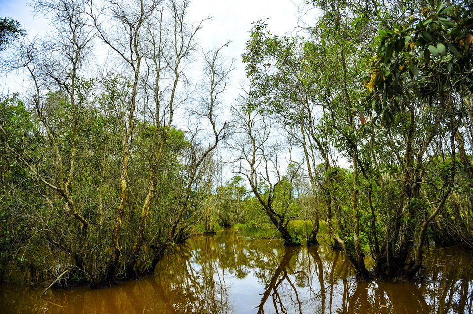 Hai kiểu phân bố được ghi nhận: tập trung (khoảng 1.826 ha) và tràm phân tán. (Ảnh: Minh Đức/TTXVN) 