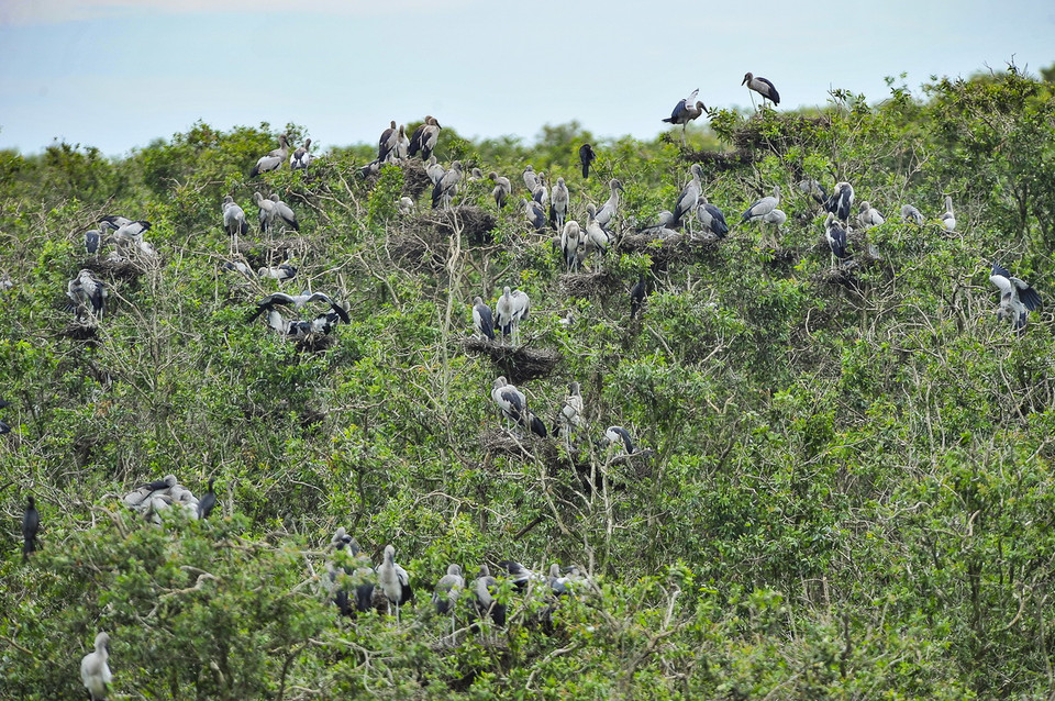 Đây là một trong 8 khu vực bảo tồn các loài chim quan trọng nhất của Việt Nam với hơn 100 loài động vật có xương sống, 40 loài cá và 147 loài chim nước. (Ảnh: Minh Đức/TTXVN) 